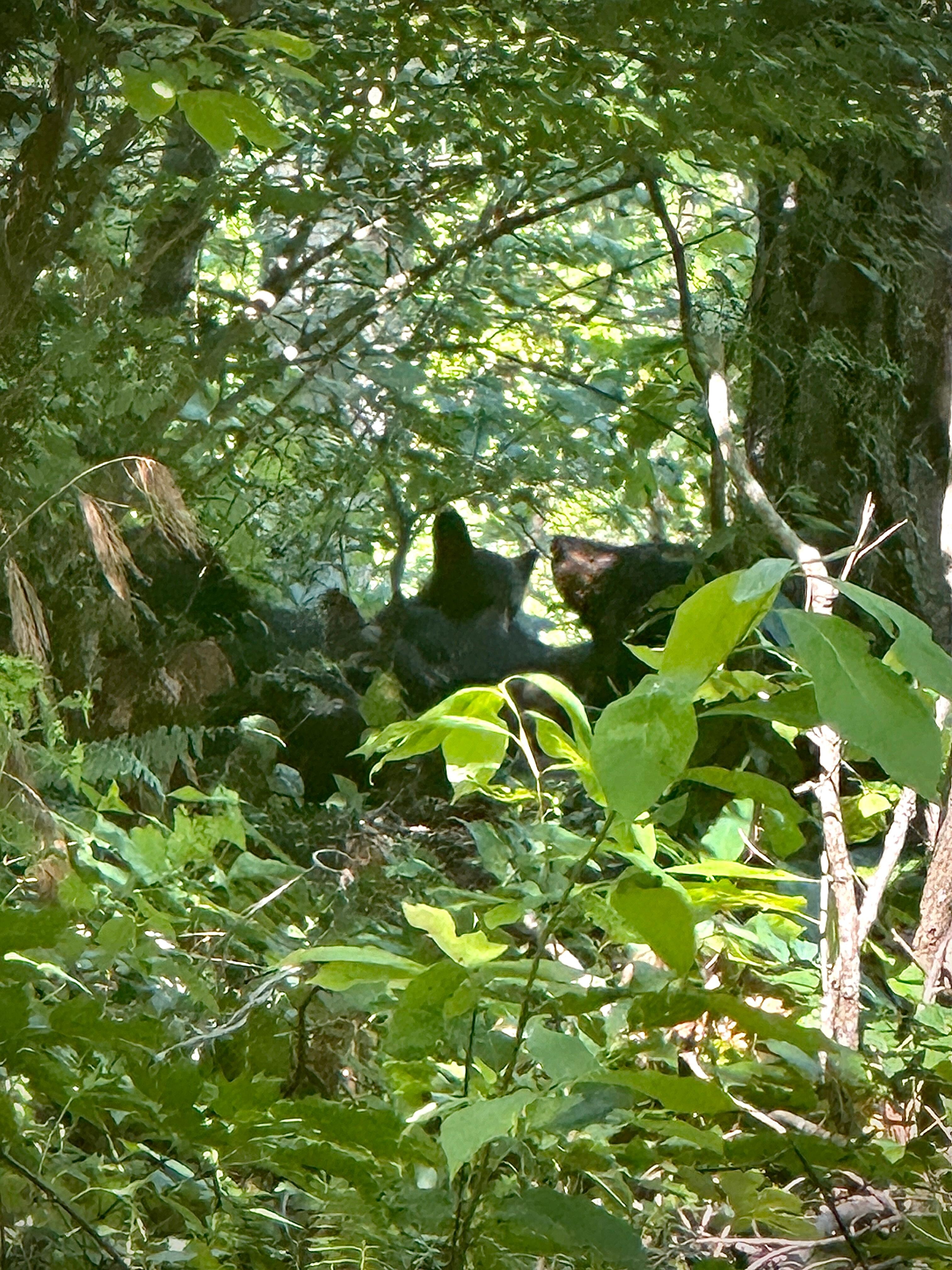 Morning visitors outside the fenced yard