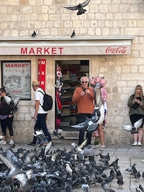 Noon pigeon fest