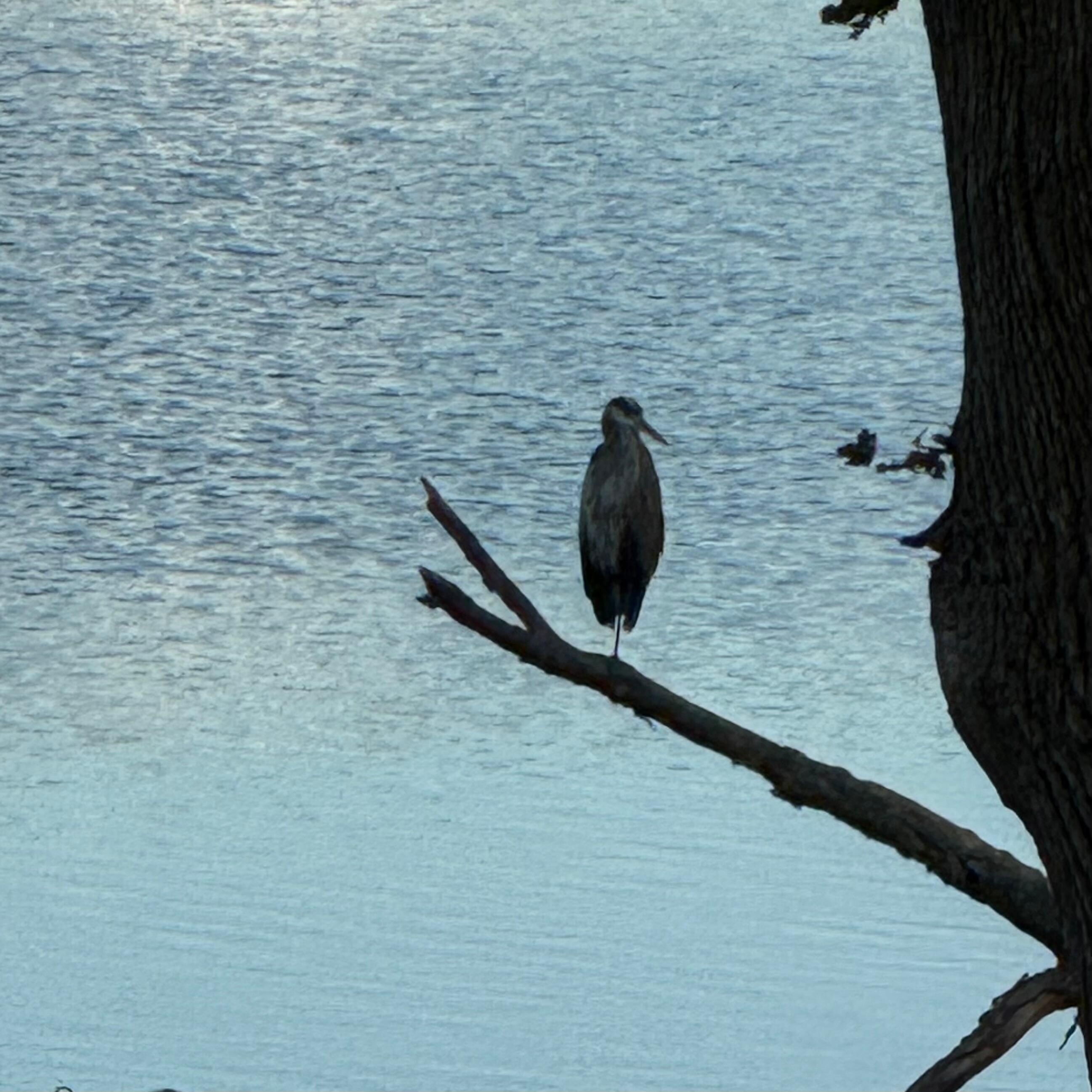 Heron is watching us having coffee on the deck. 