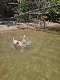 Our dog Molly loved swimming in Lake James