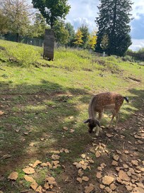 The animal park is a short walk.