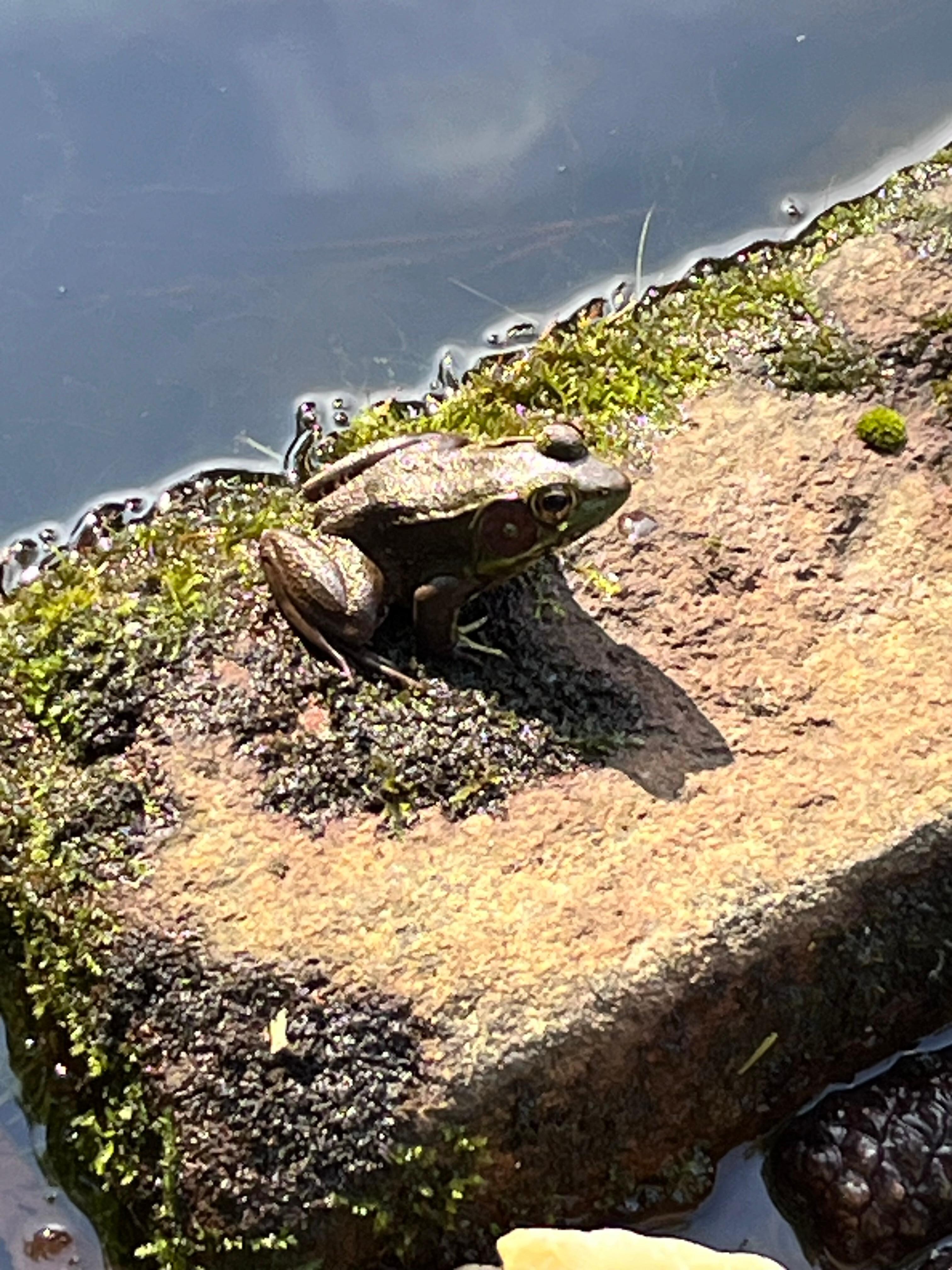 Our little froggy friend