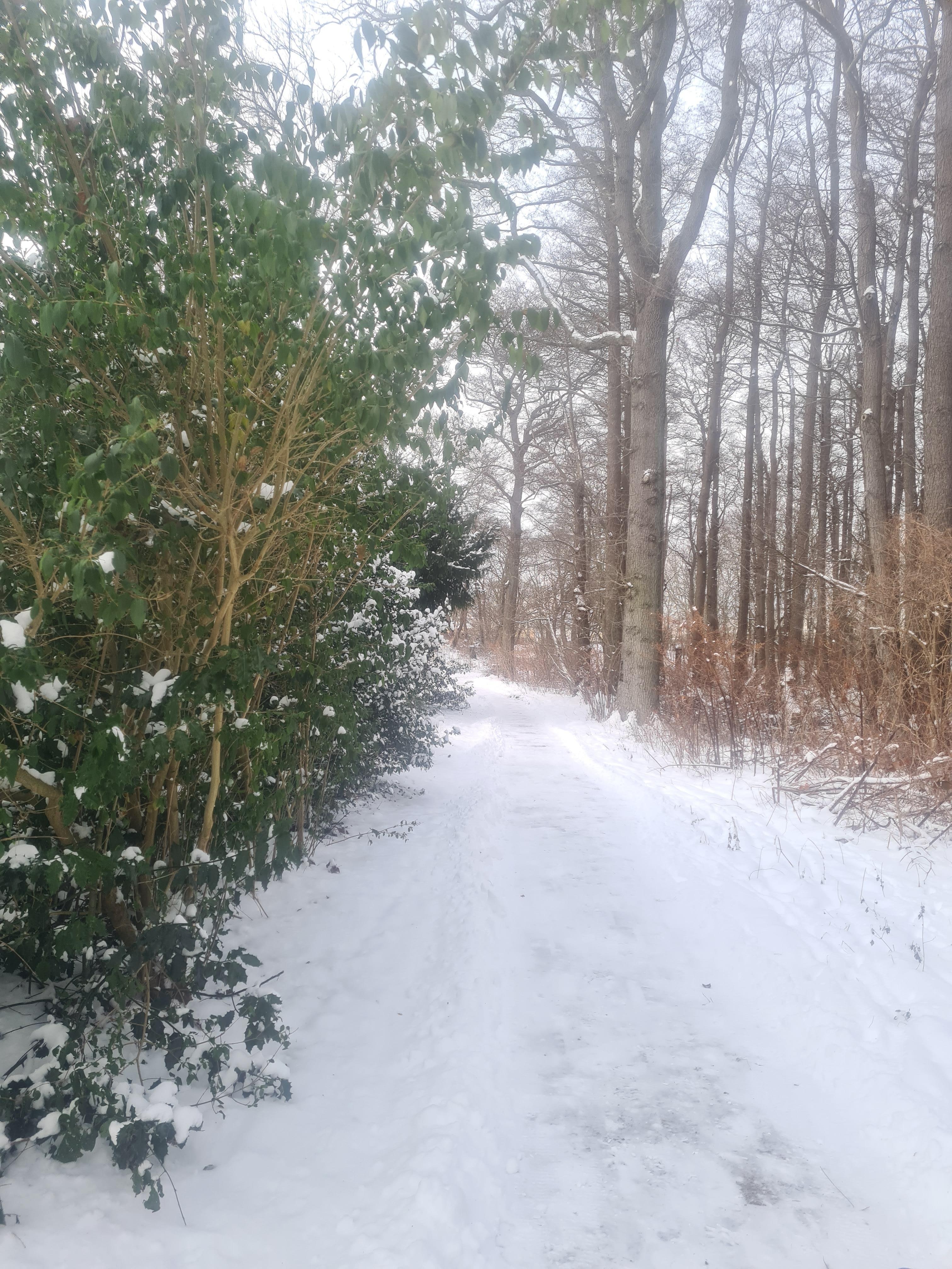 Der Weg zum Meer durch den Fichtenwald