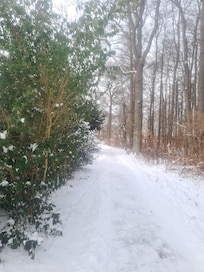 Der Weg zum Meer durch den Fichtenwald