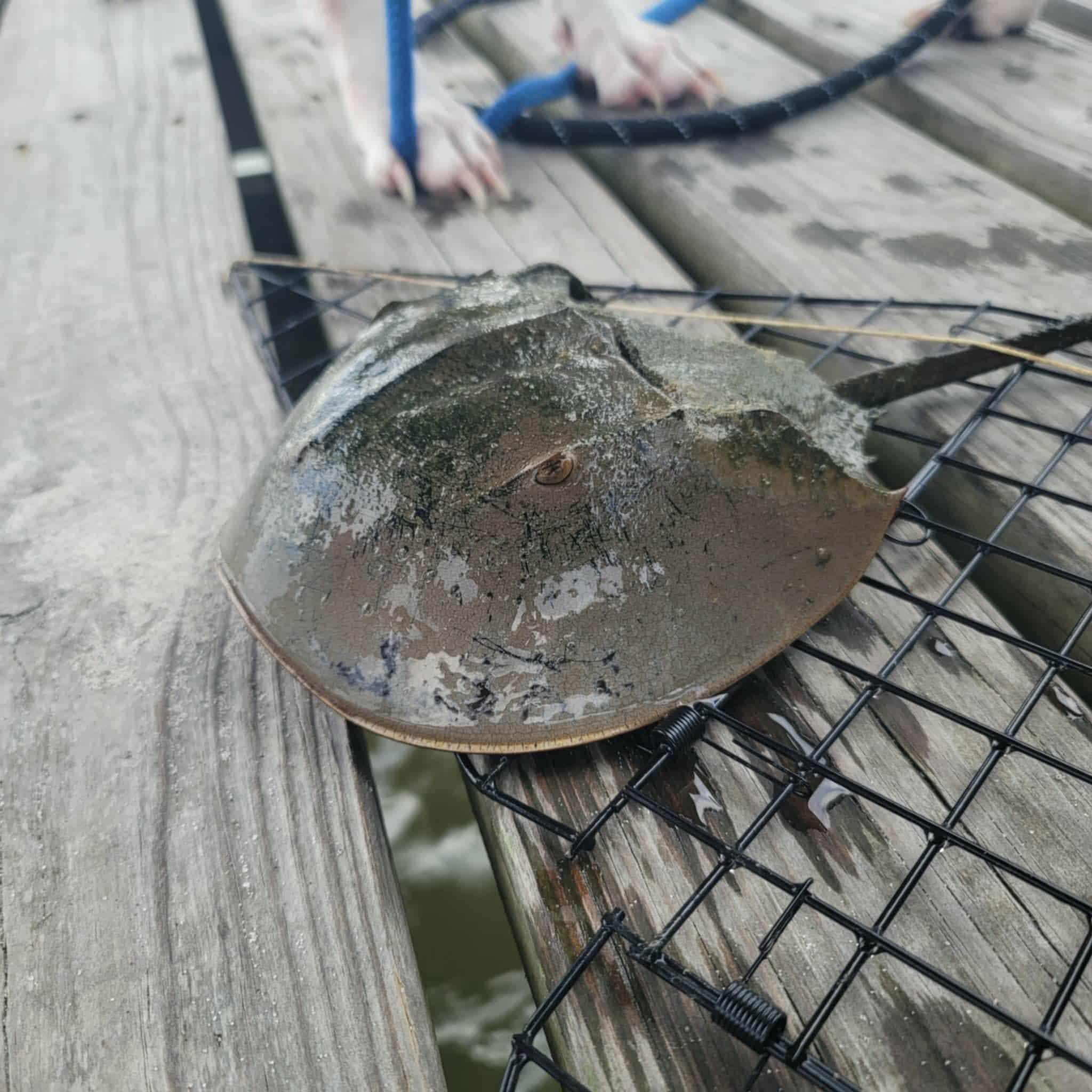 Horseshoe crab 