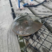 Horseshoe crab