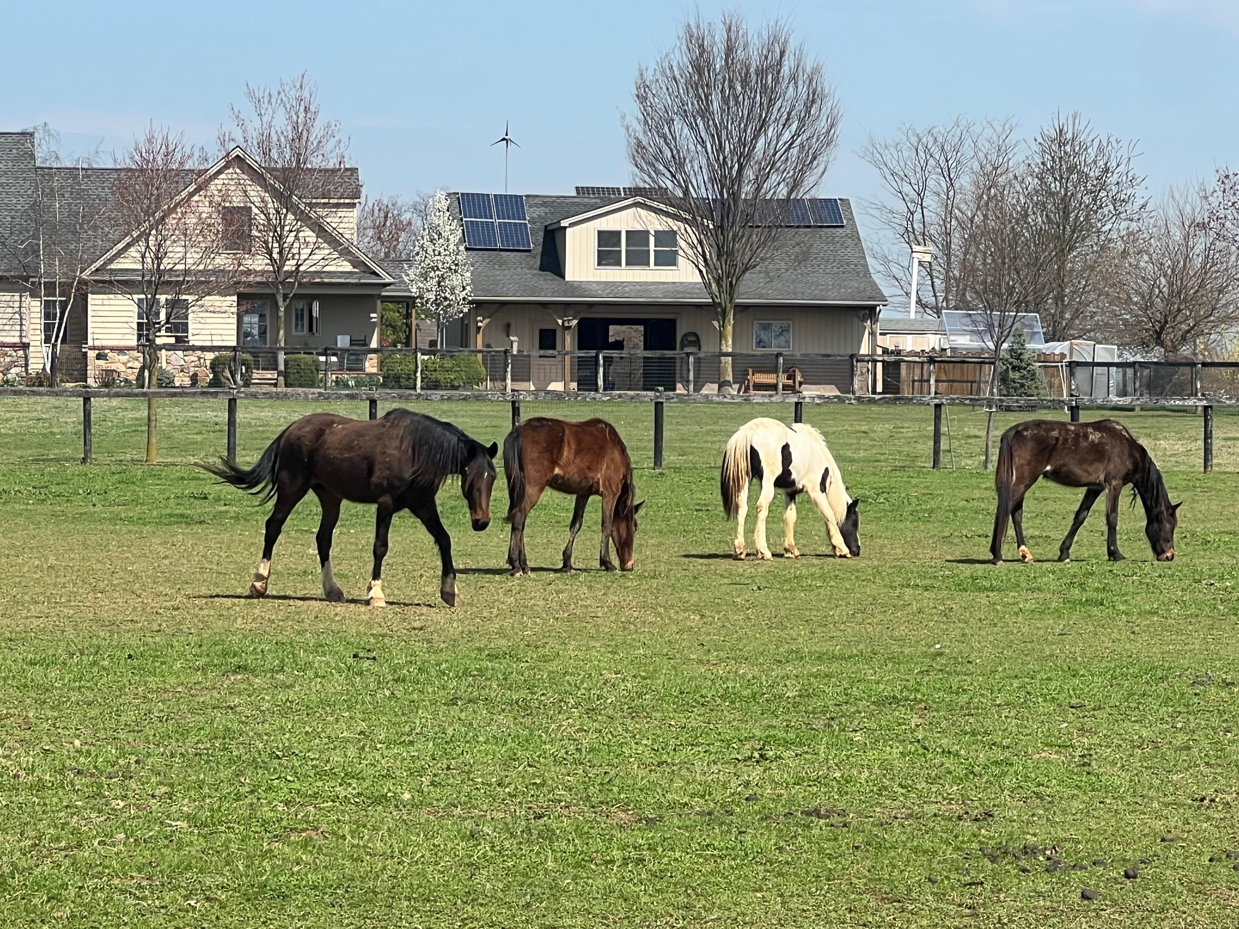 Horses 