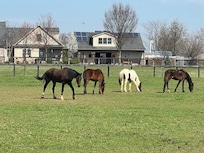 Horses