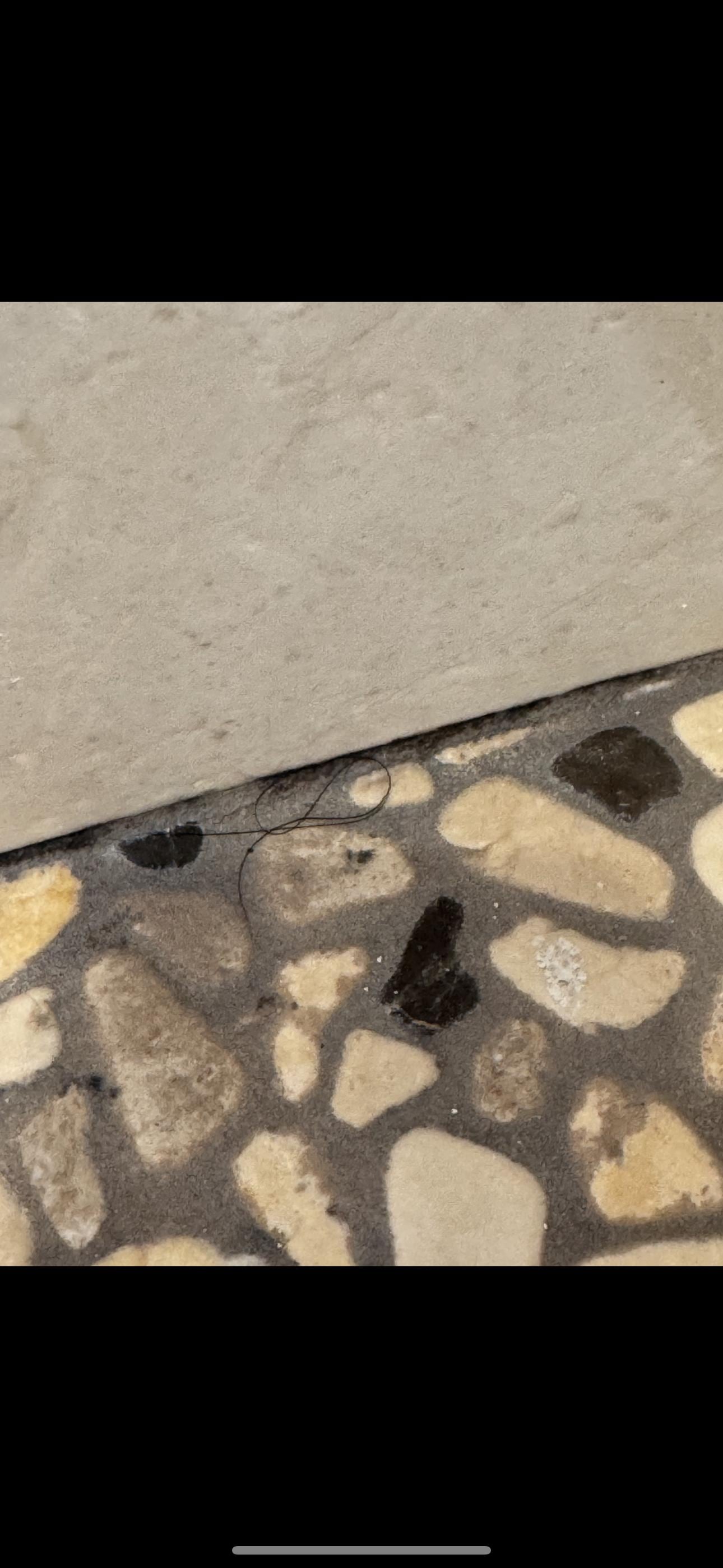 Hair in shower upon arrival