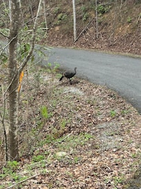 Lots of wildlife, we saw Turkeys, bats, and even a momma bear and her cub driving out to the main road.