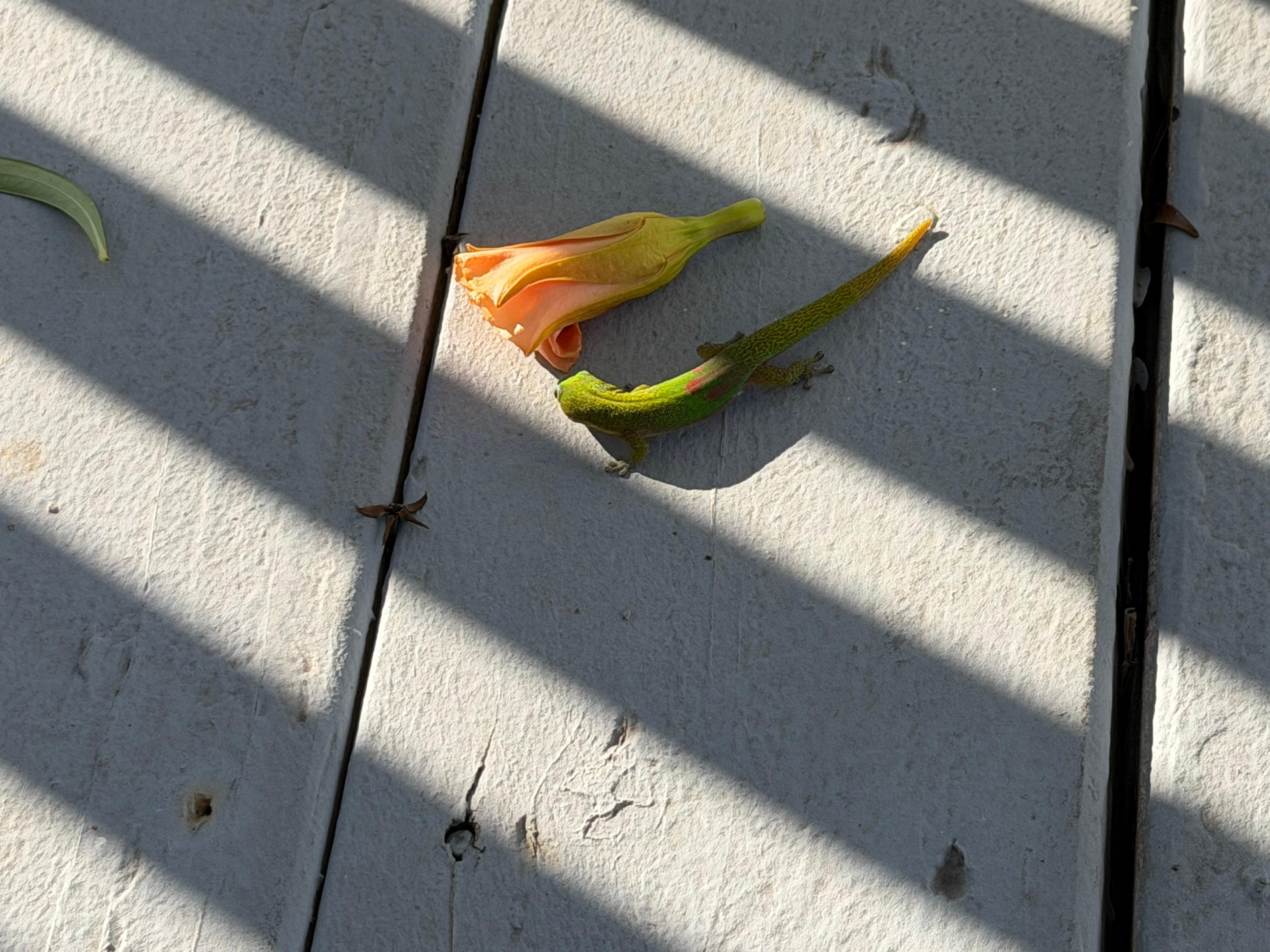 The kids loved watching these little guys on the deck