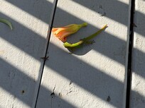 The kids loved watching these little guys on the deck