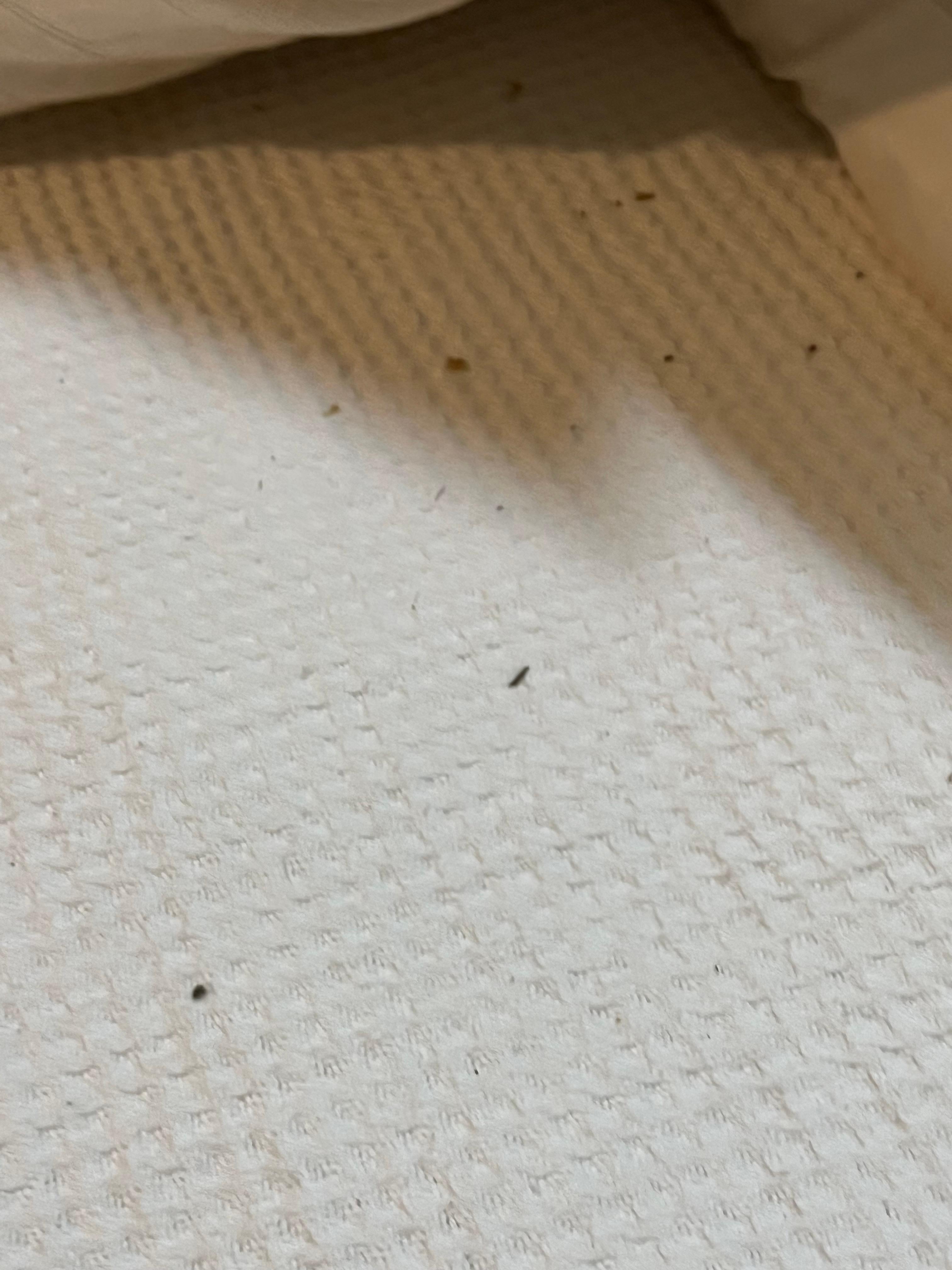 Debris in bed