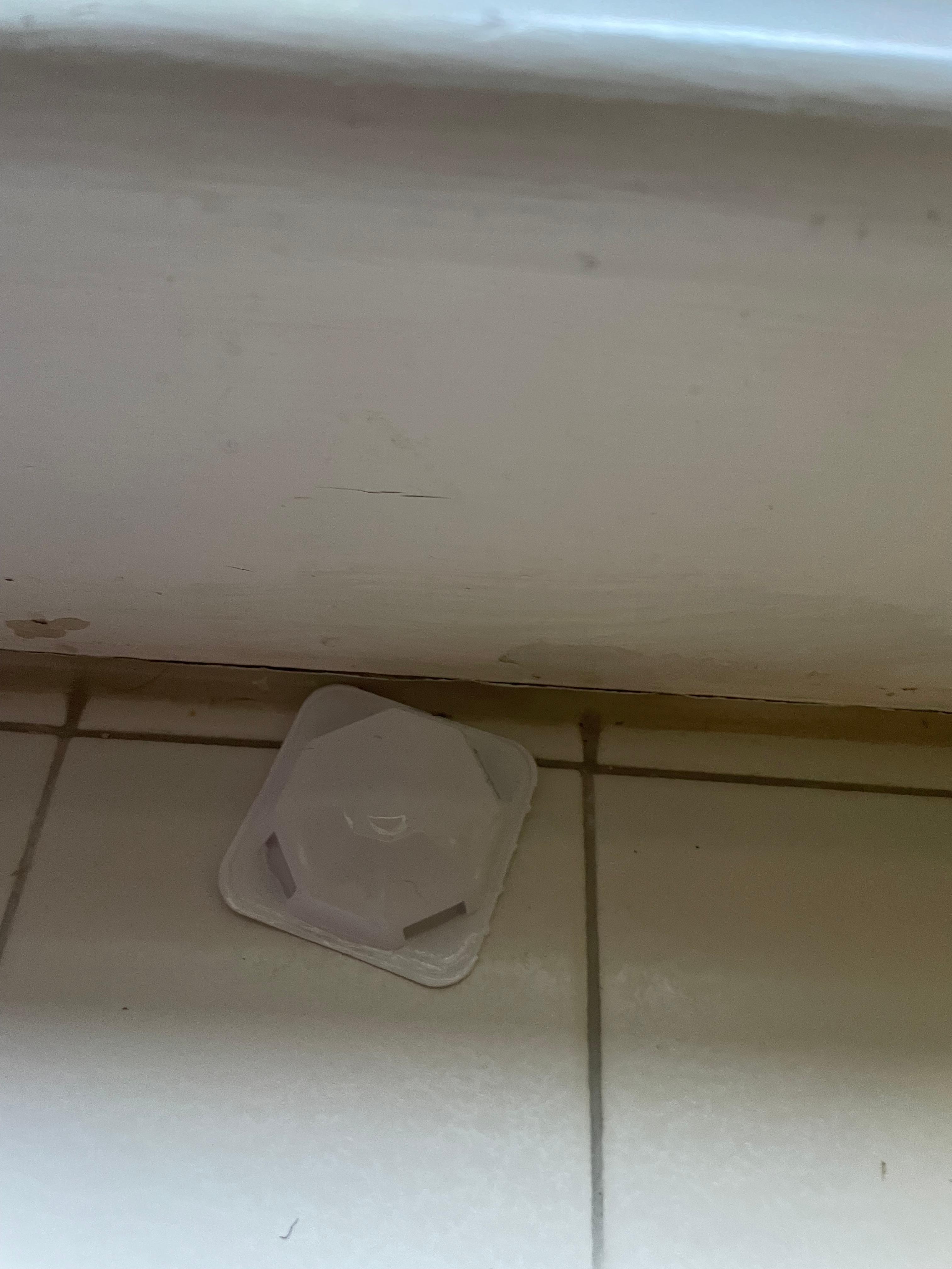 Another bug trap in kitchen