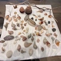 Great shell hunting