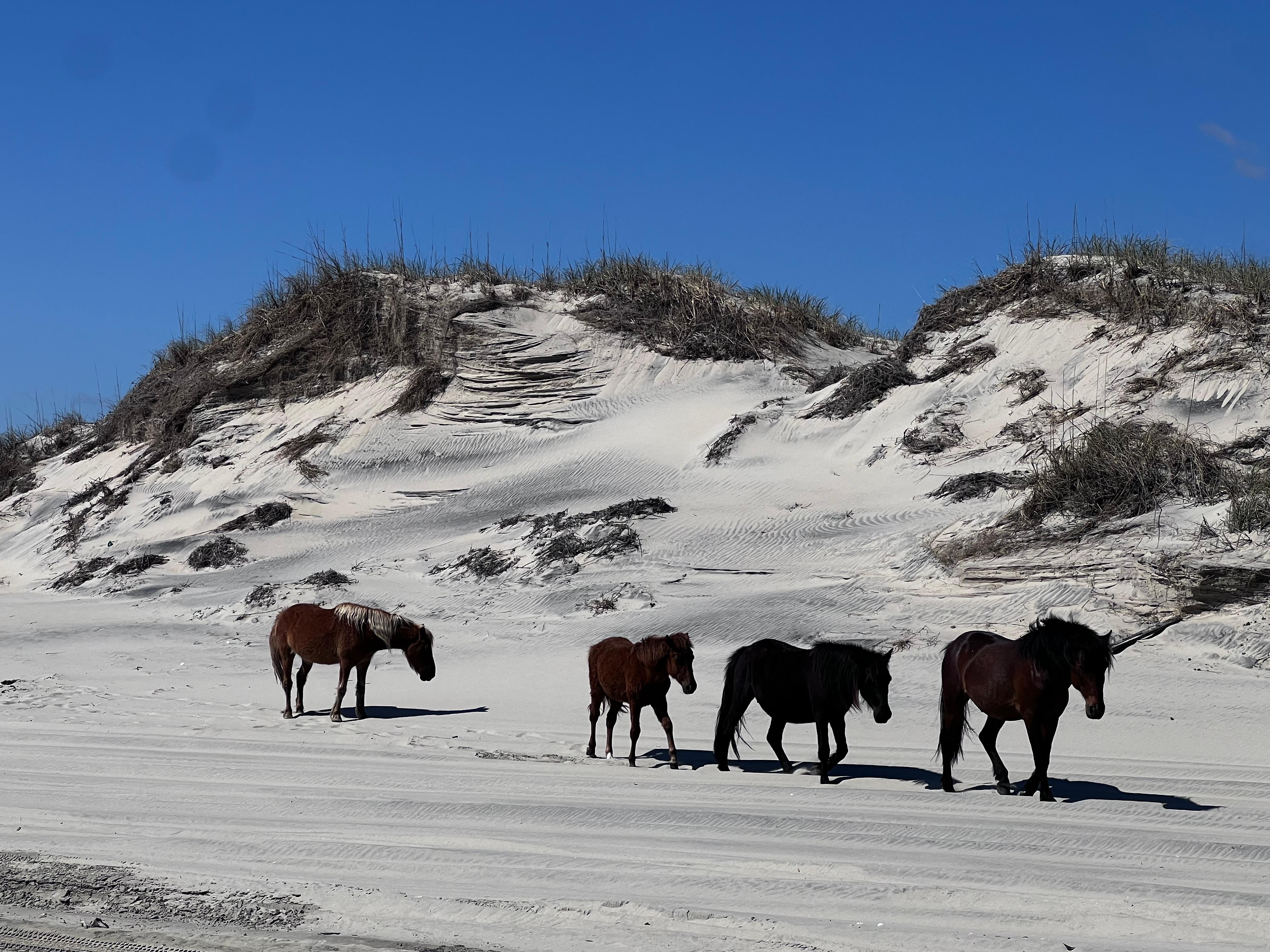 Wild horse tour 