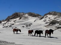 Wild horse tour