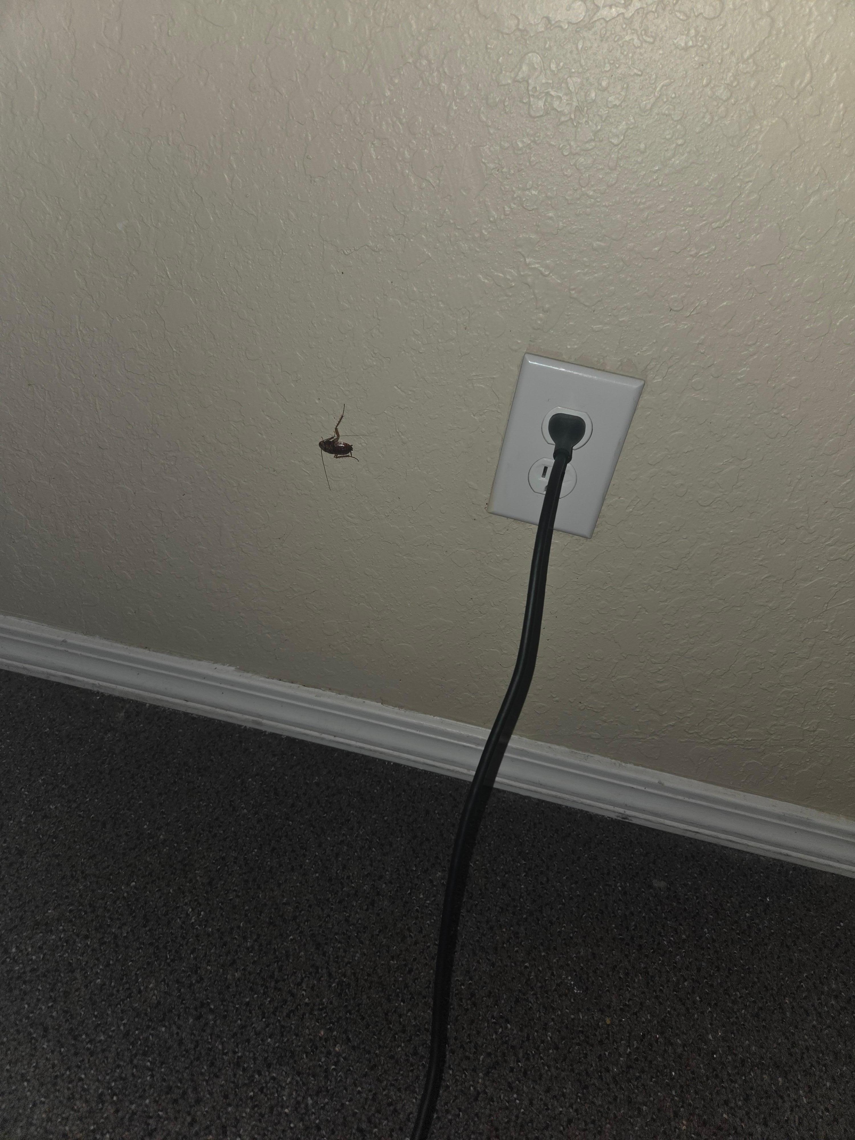 Cockroach roomate