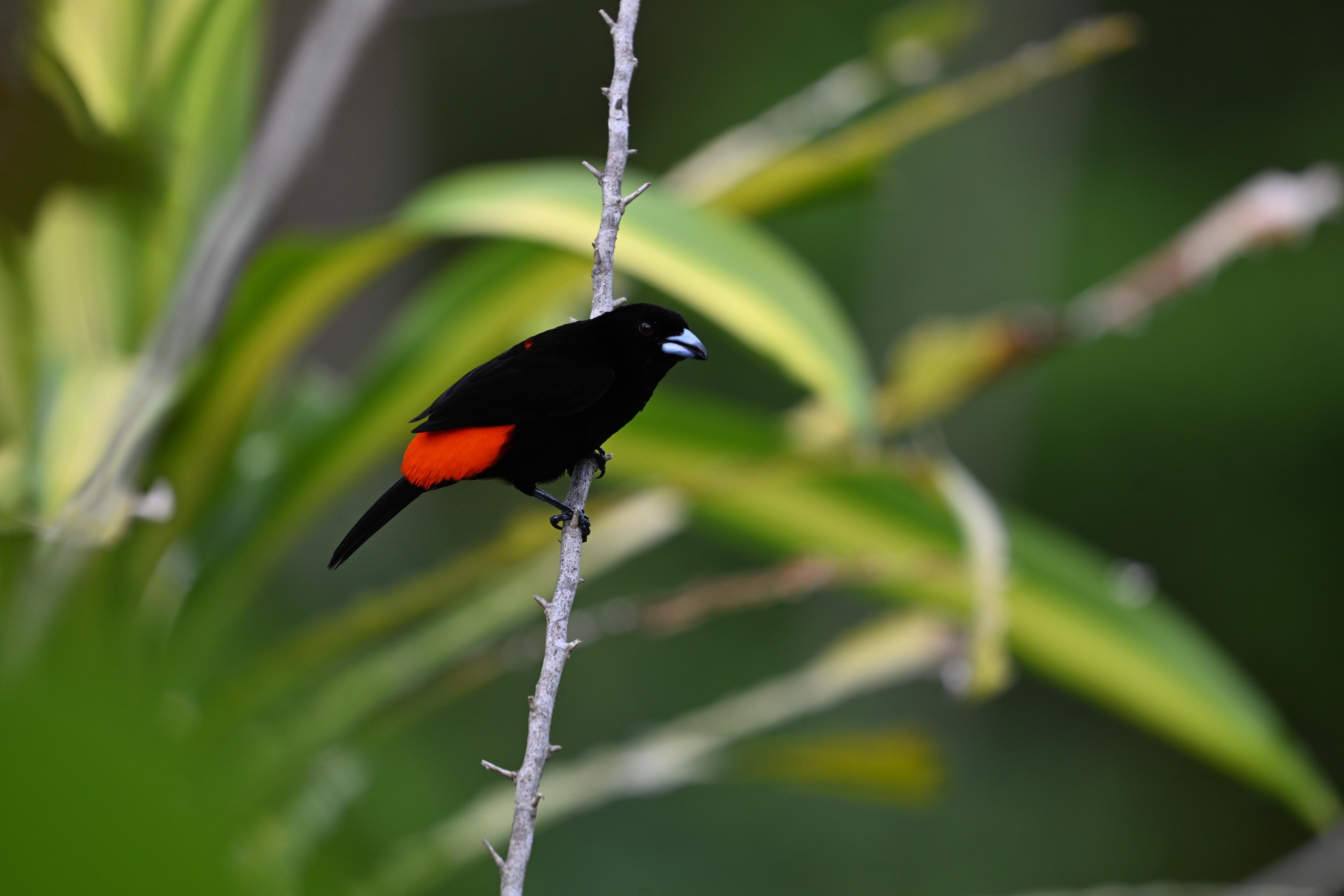 Male scarlet-rumped tanager