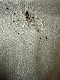 Nest of bedbugs