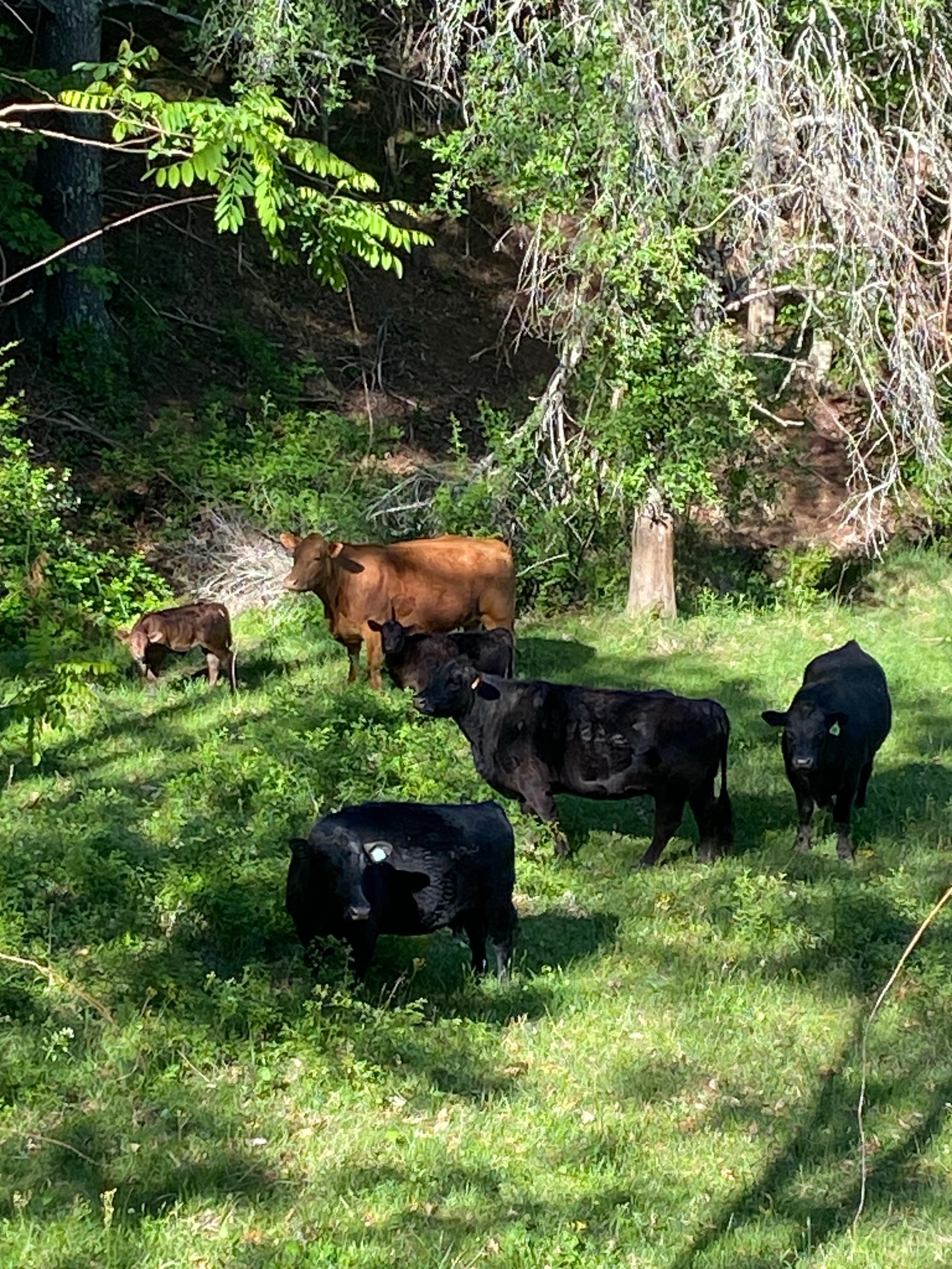 The neighbors cows. Also saw a turkey and bunny. 