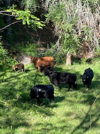 The neighbors cows. Also saw a turkey and bunny.