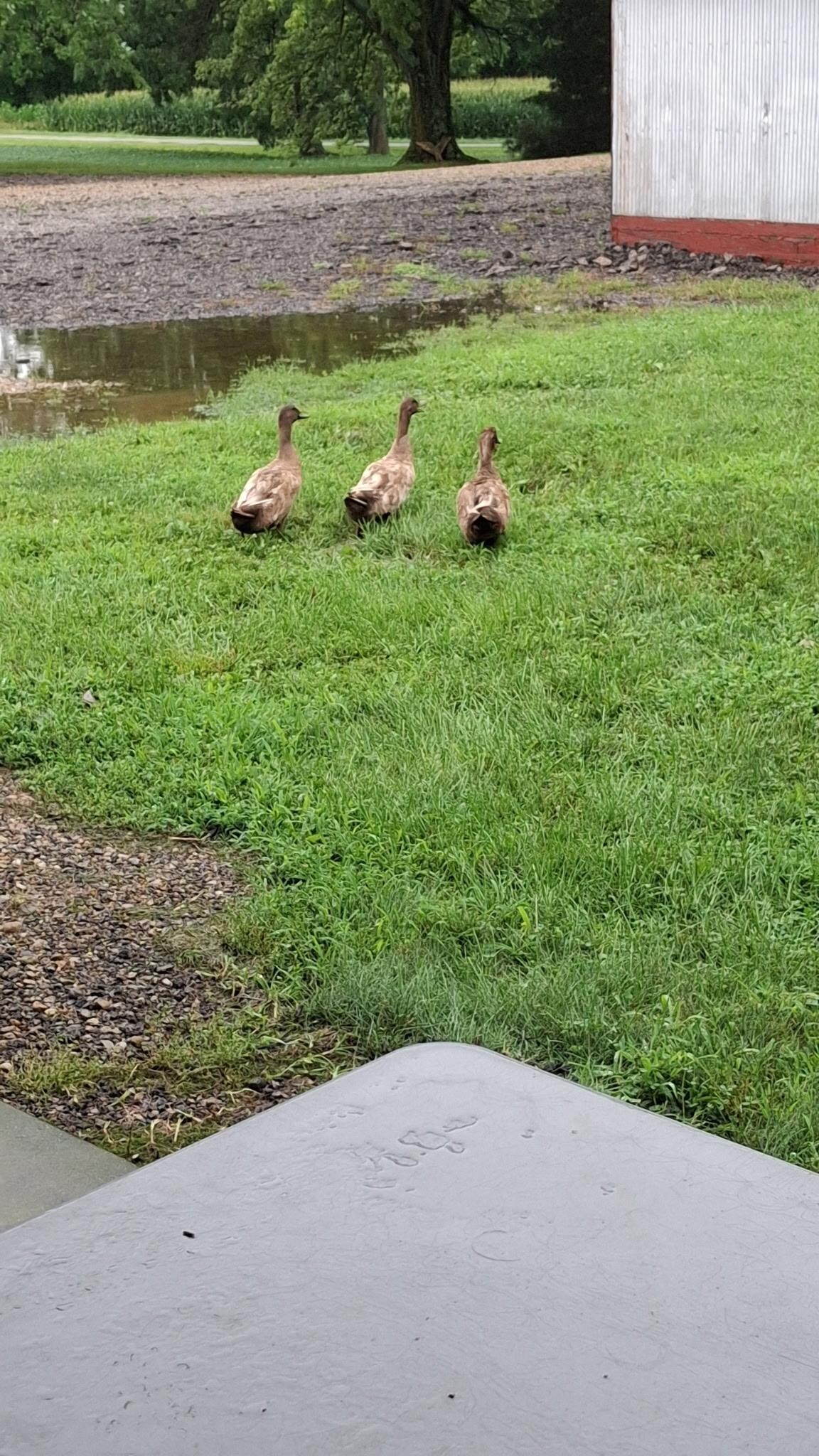Just "ducking" around