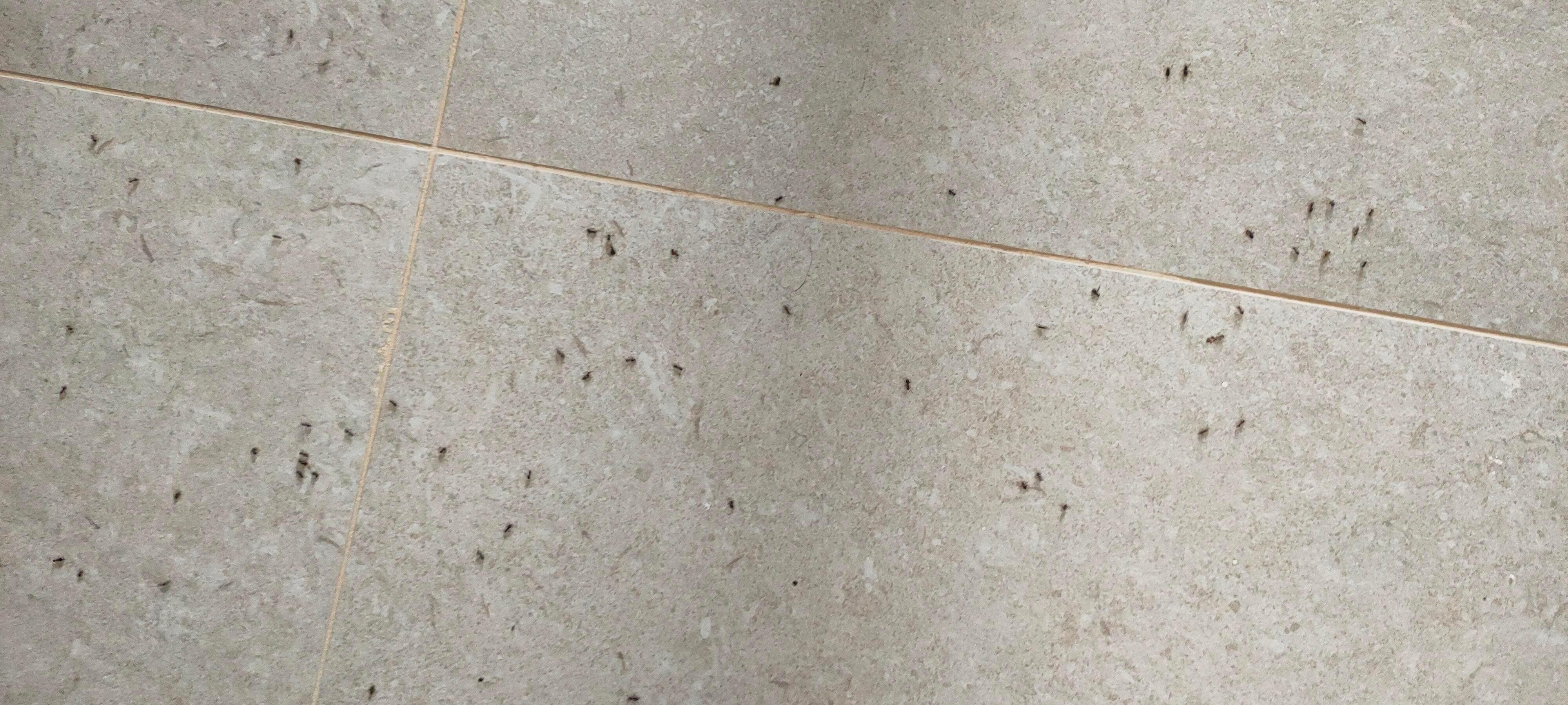 Ameisen Plage im Zimmer 