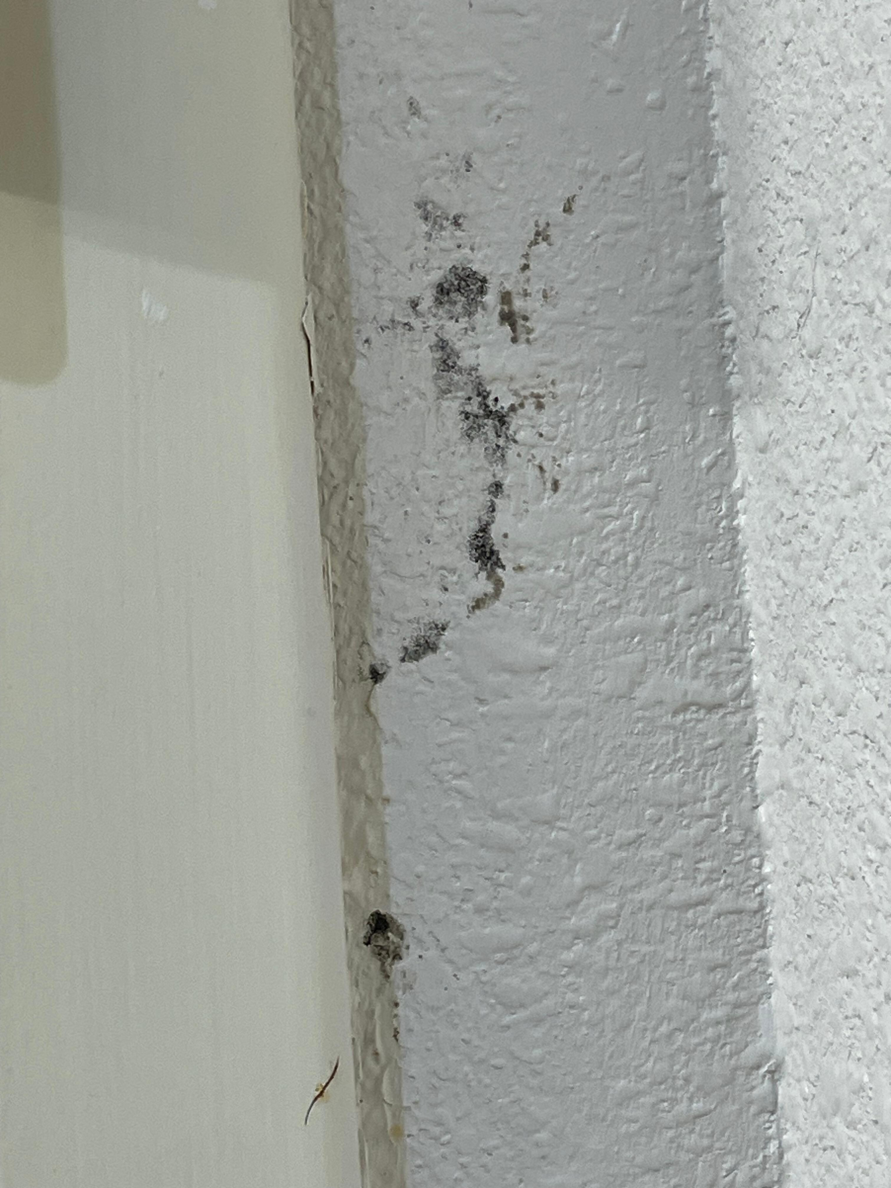 Up close: mold behind bathroom door