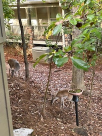 Fun to see deer in the yard