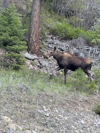 Moose near highway heading to the cabin