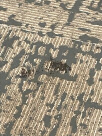 Stained carpet 2 in the hallway