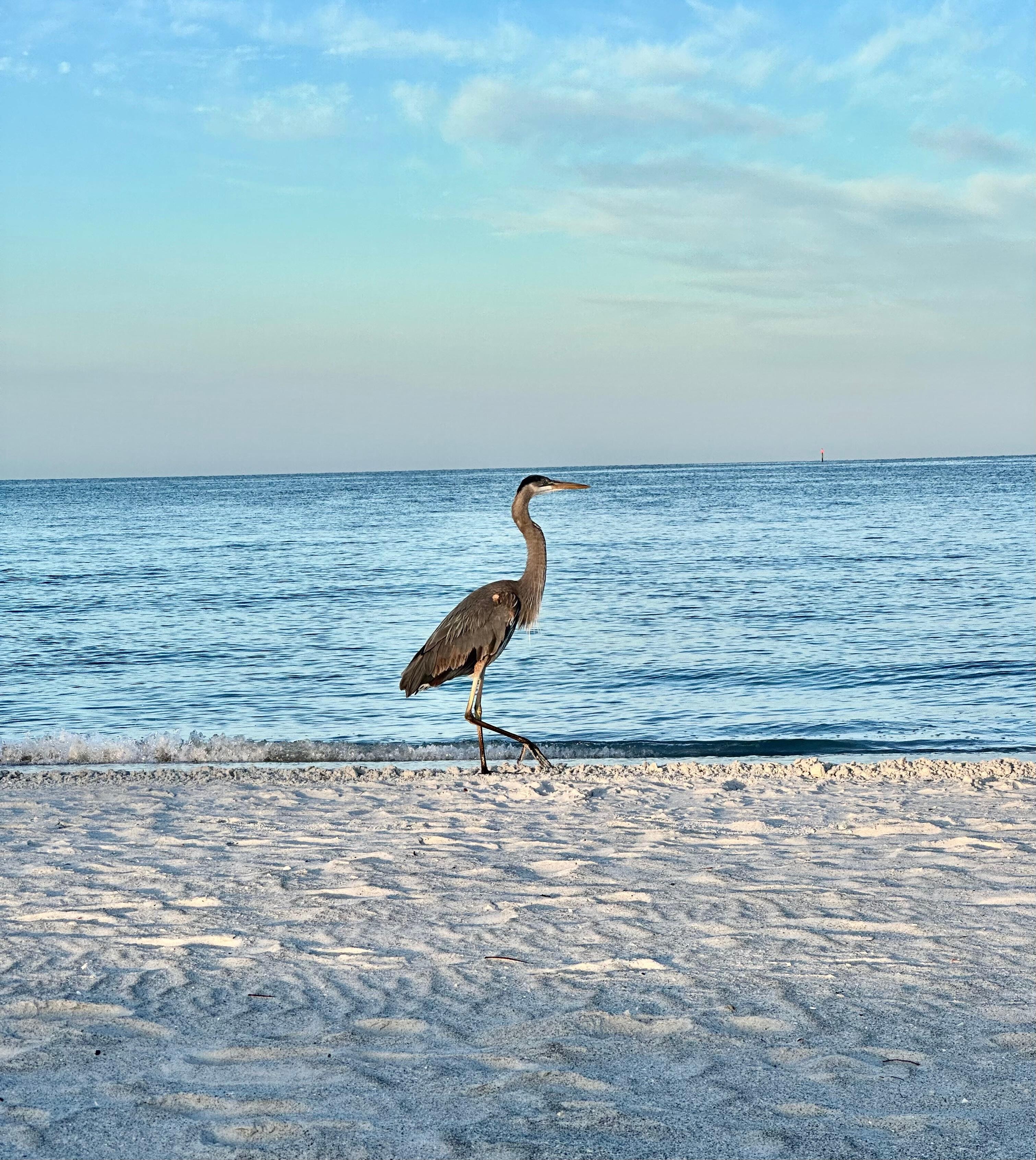 Morning visitor