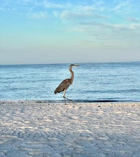 Morning visitor