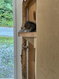 The cute little squirrel in the host’s workshop