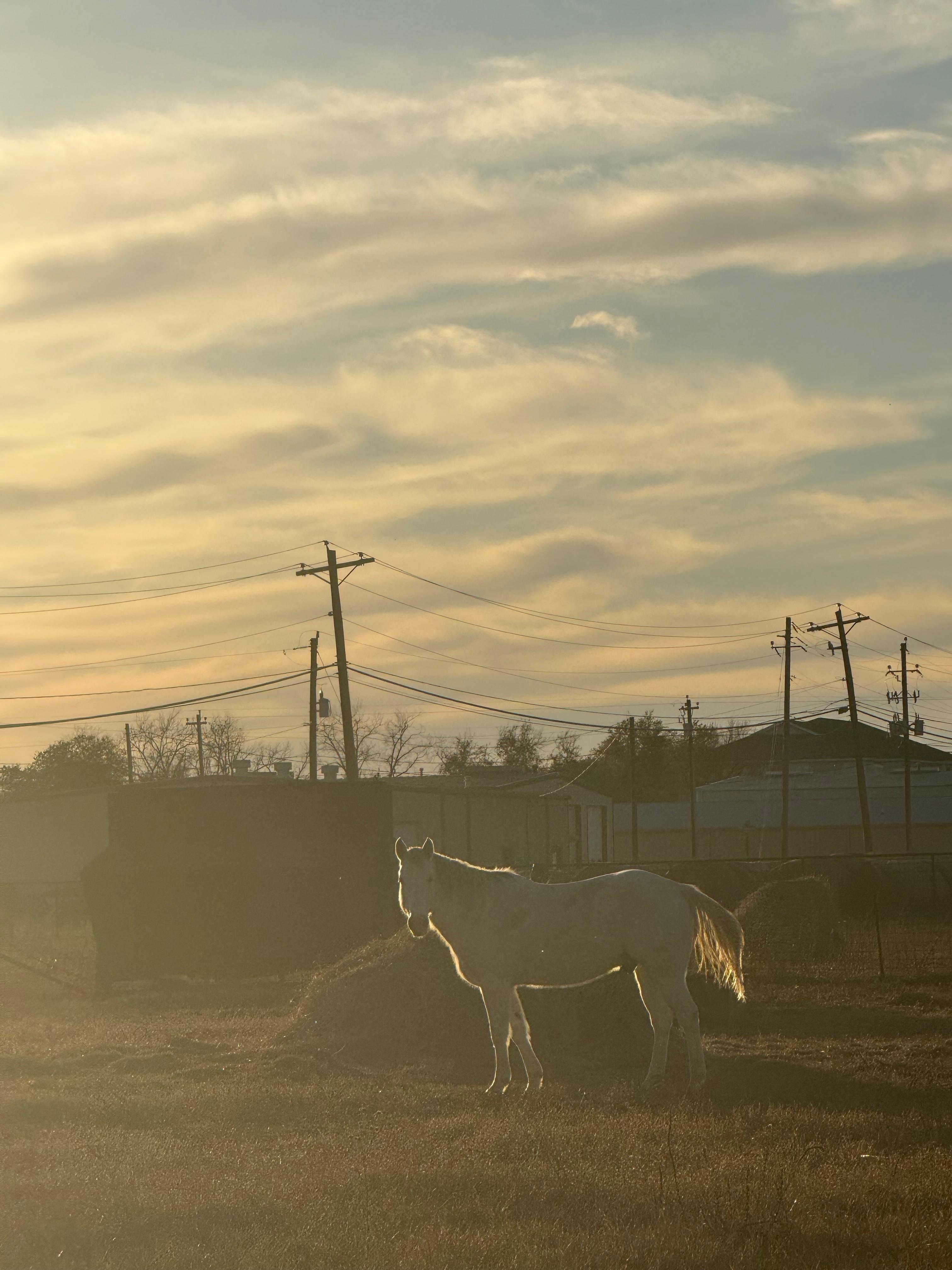Animal hospital across the street. 
