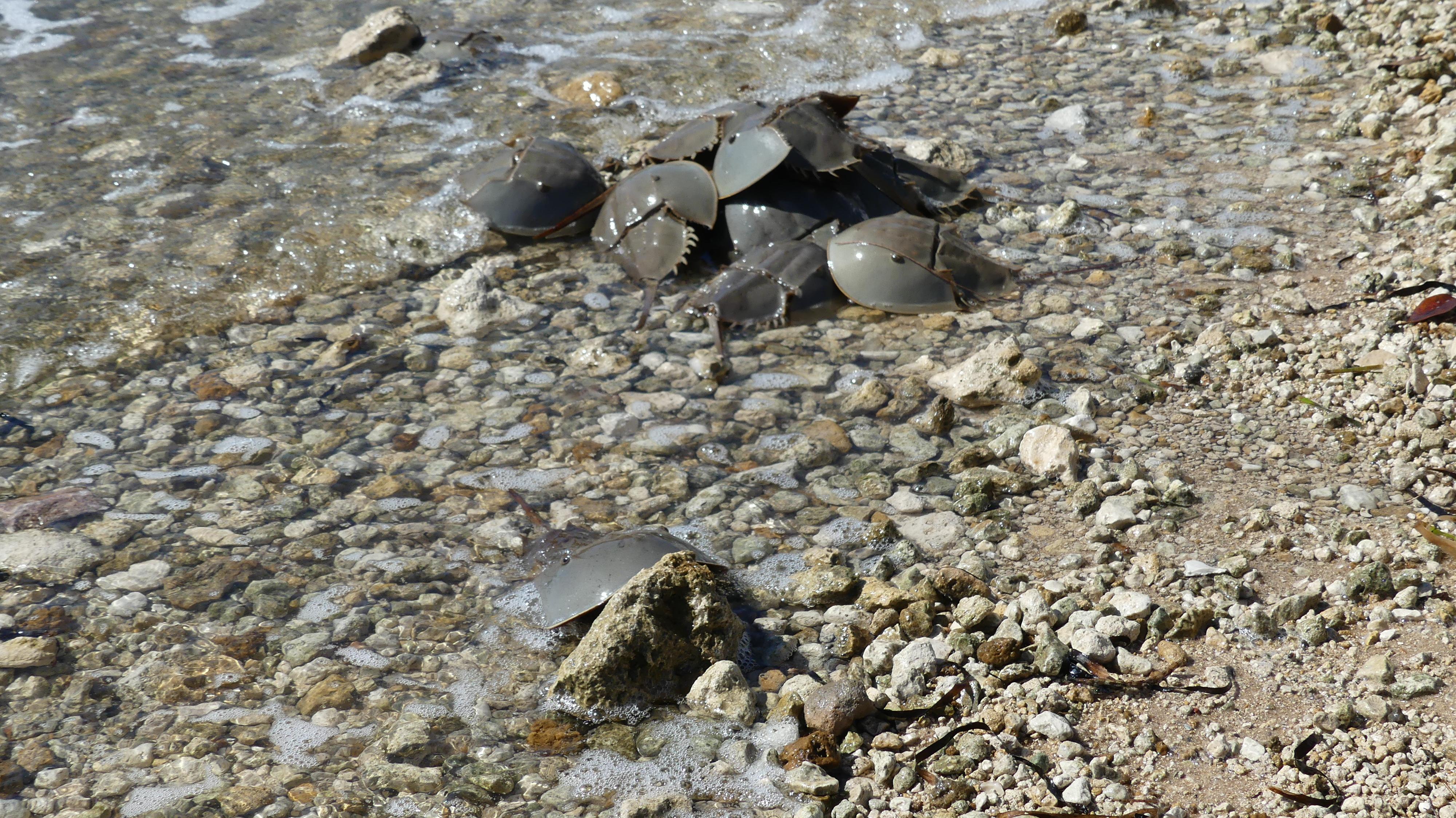 At the little bit of shore line at the edge of the gulf 