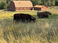 Highland cows grazing below the cabin