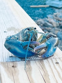 One night at dinner at Bunkers (nearby) a local lobsterman showed us his recent catch. This cotton candy colored lobster is one in one hundred million. He’ll be donated to an aquarium.