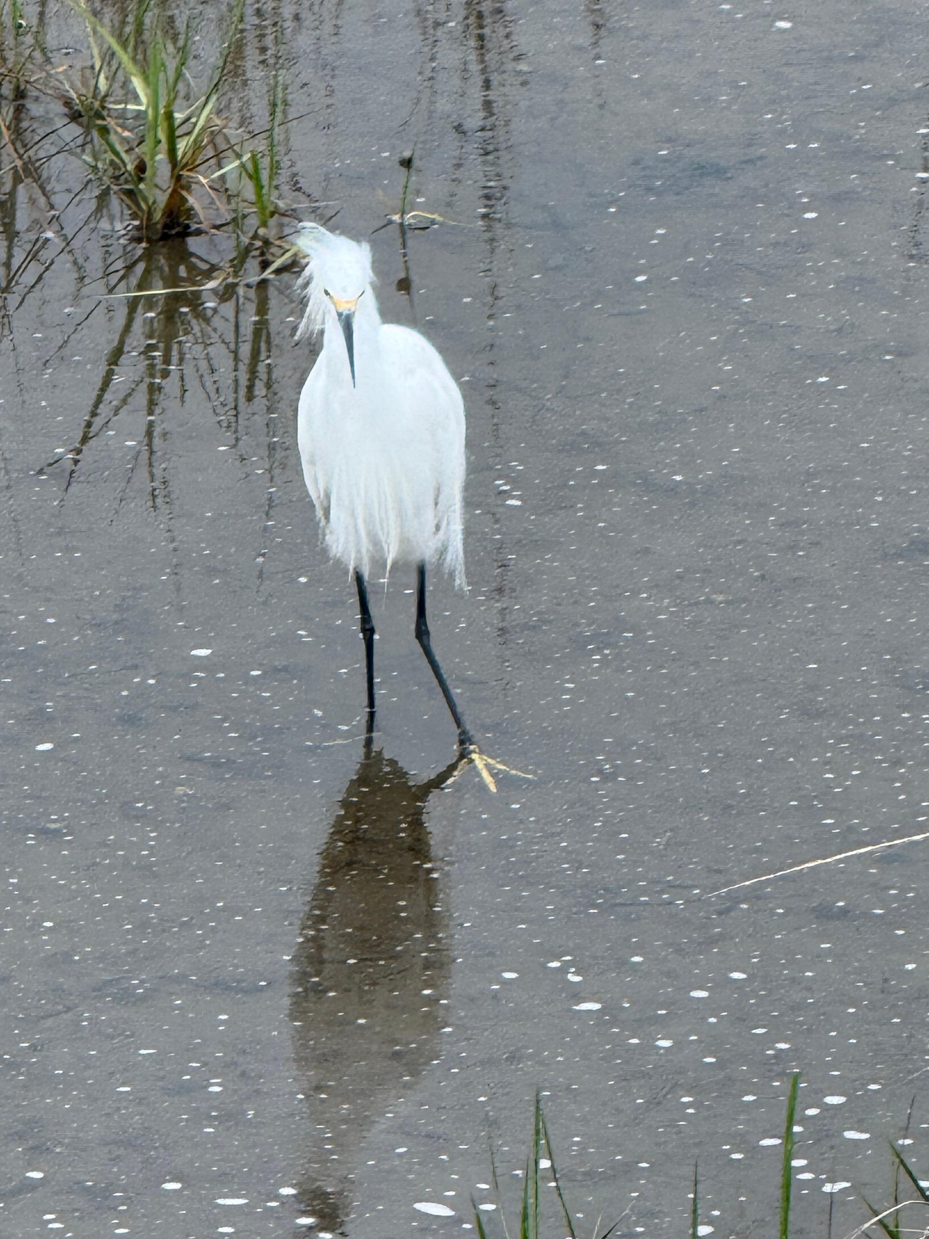 Cute bird by the marina 