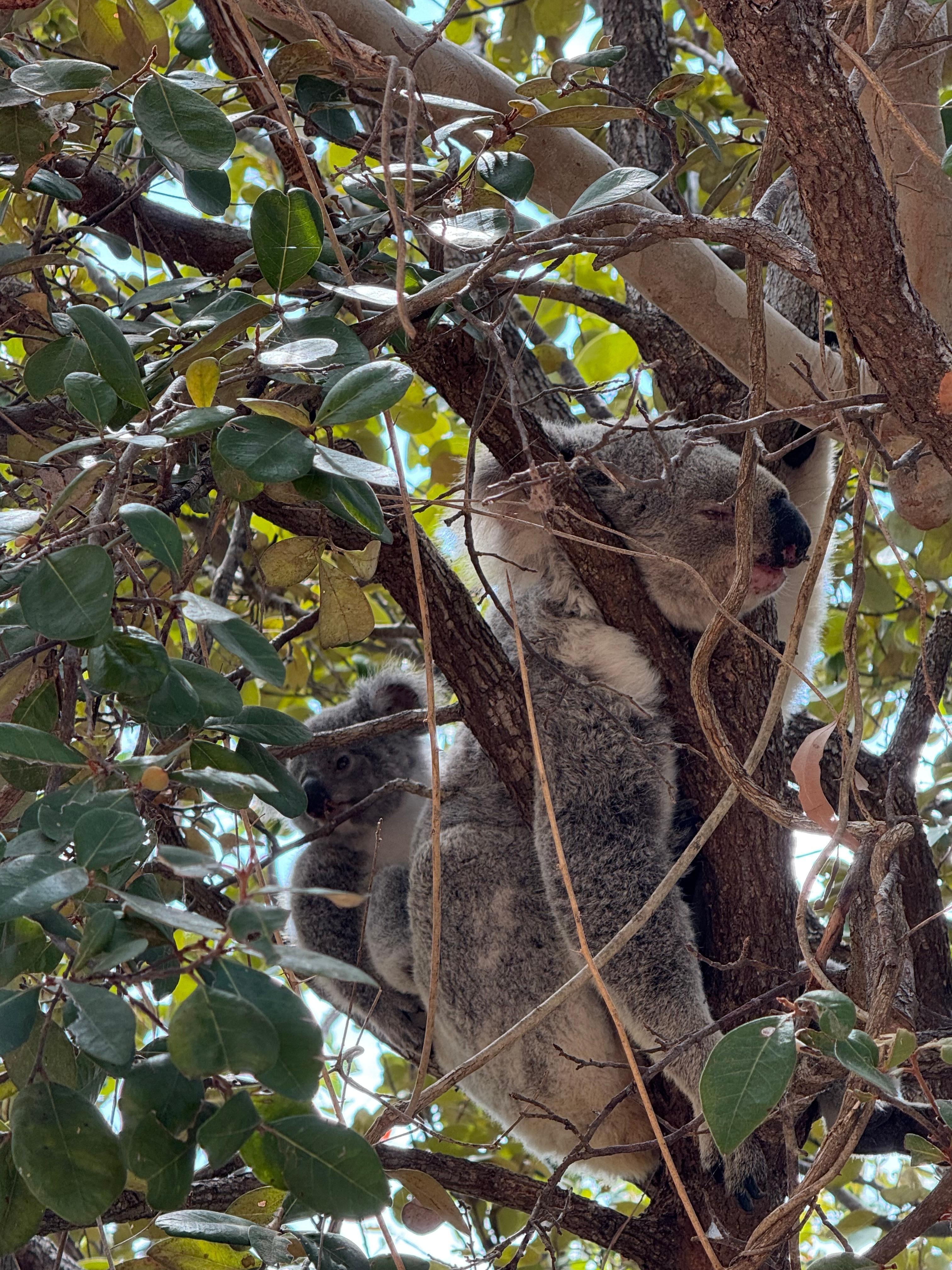 Koalas in the park