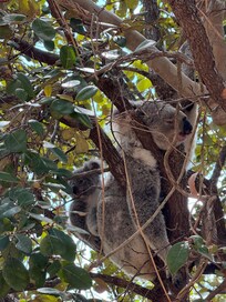 Koalas in the park