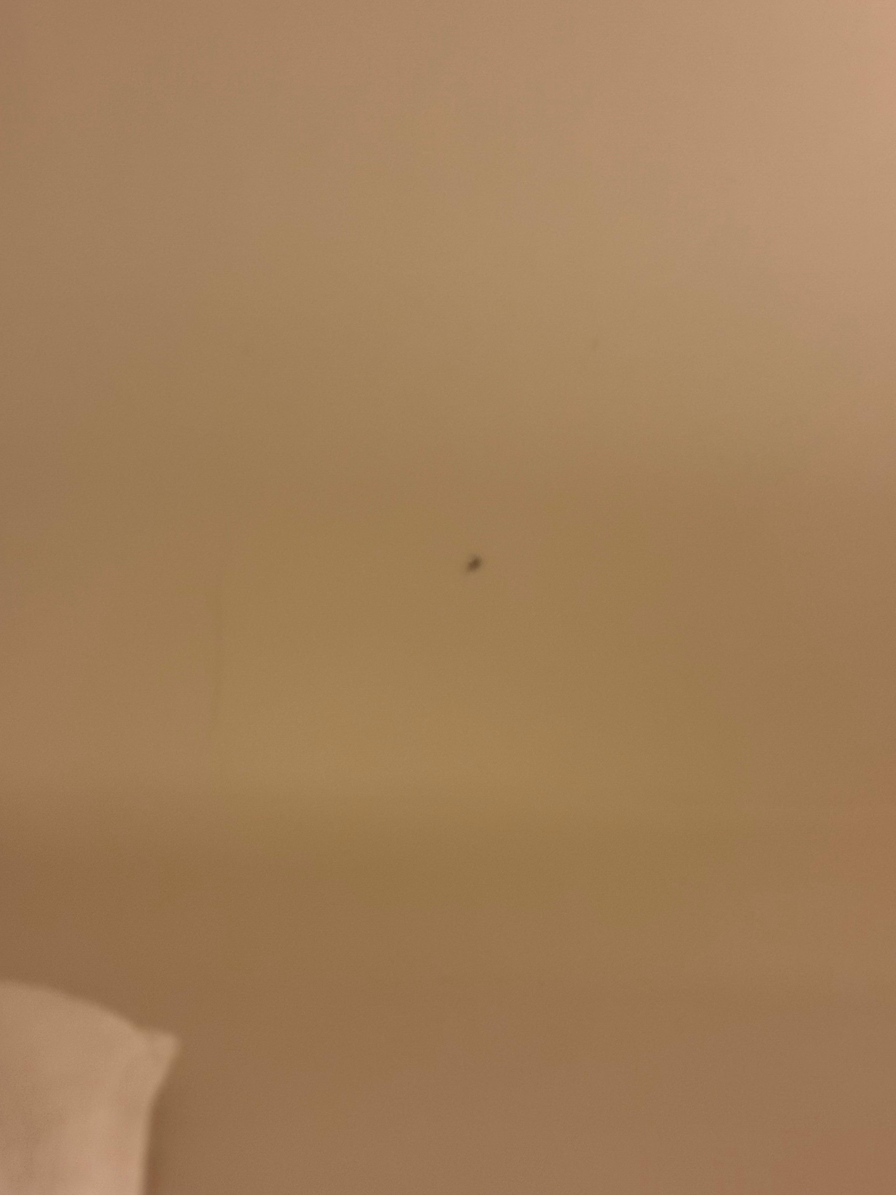 Videos showing live bugs.