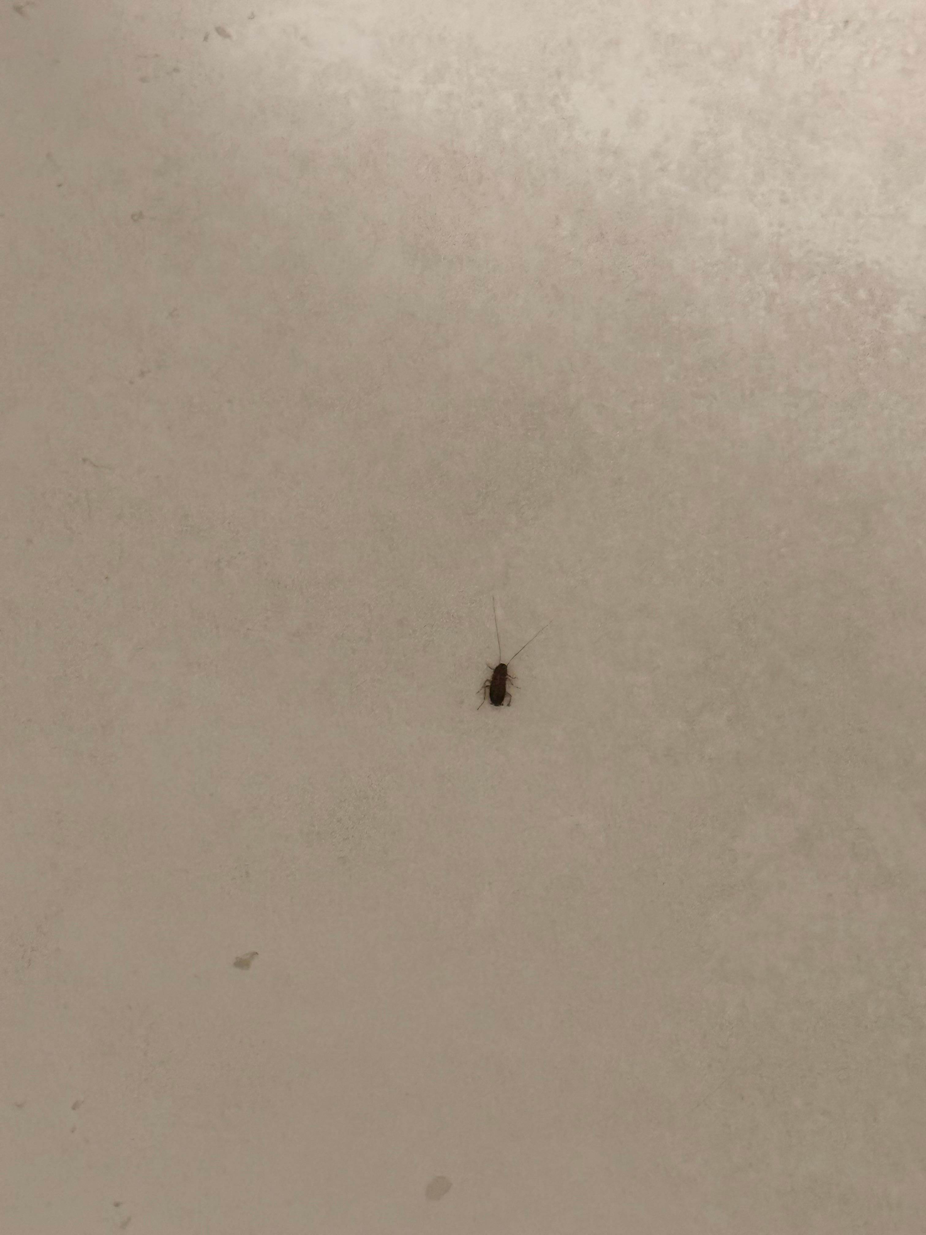 Roach in bathtub