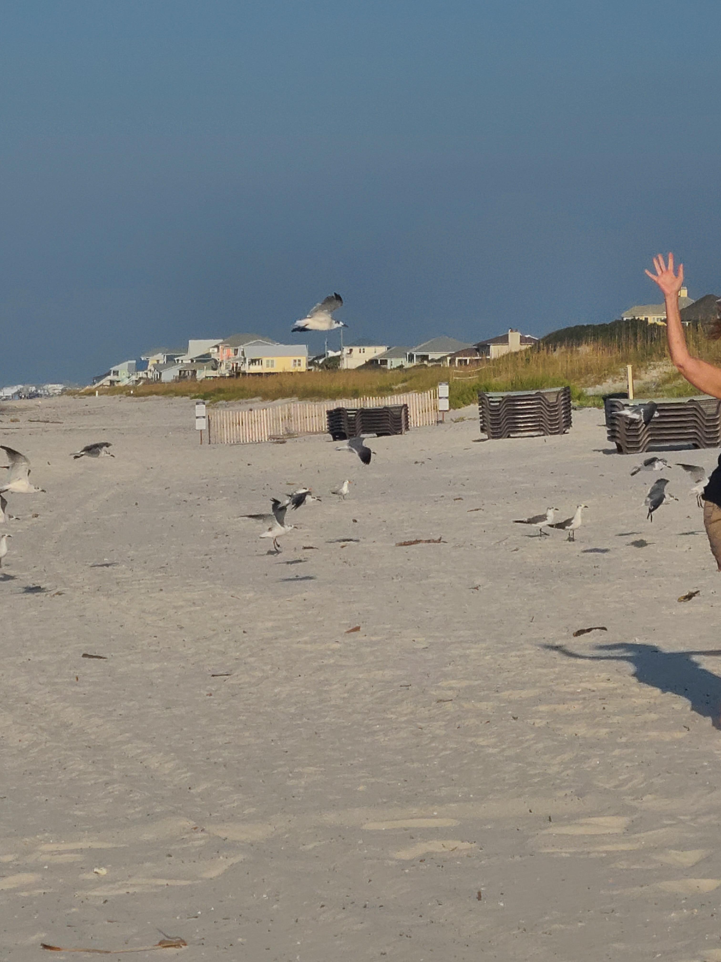 Flocks of seagulls encountered on morning walk 