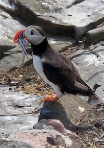 On Farne Islands