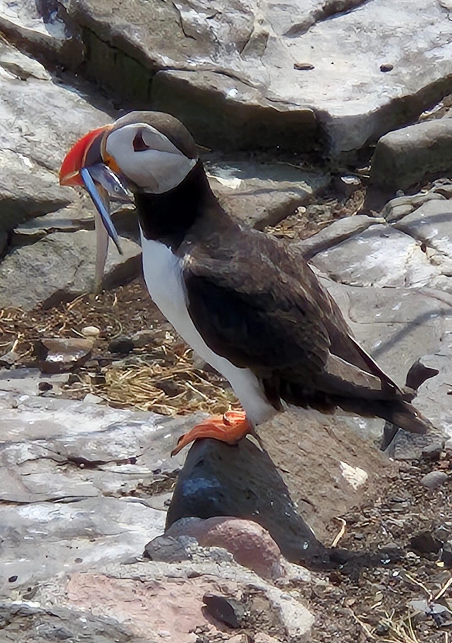On Farne Islands