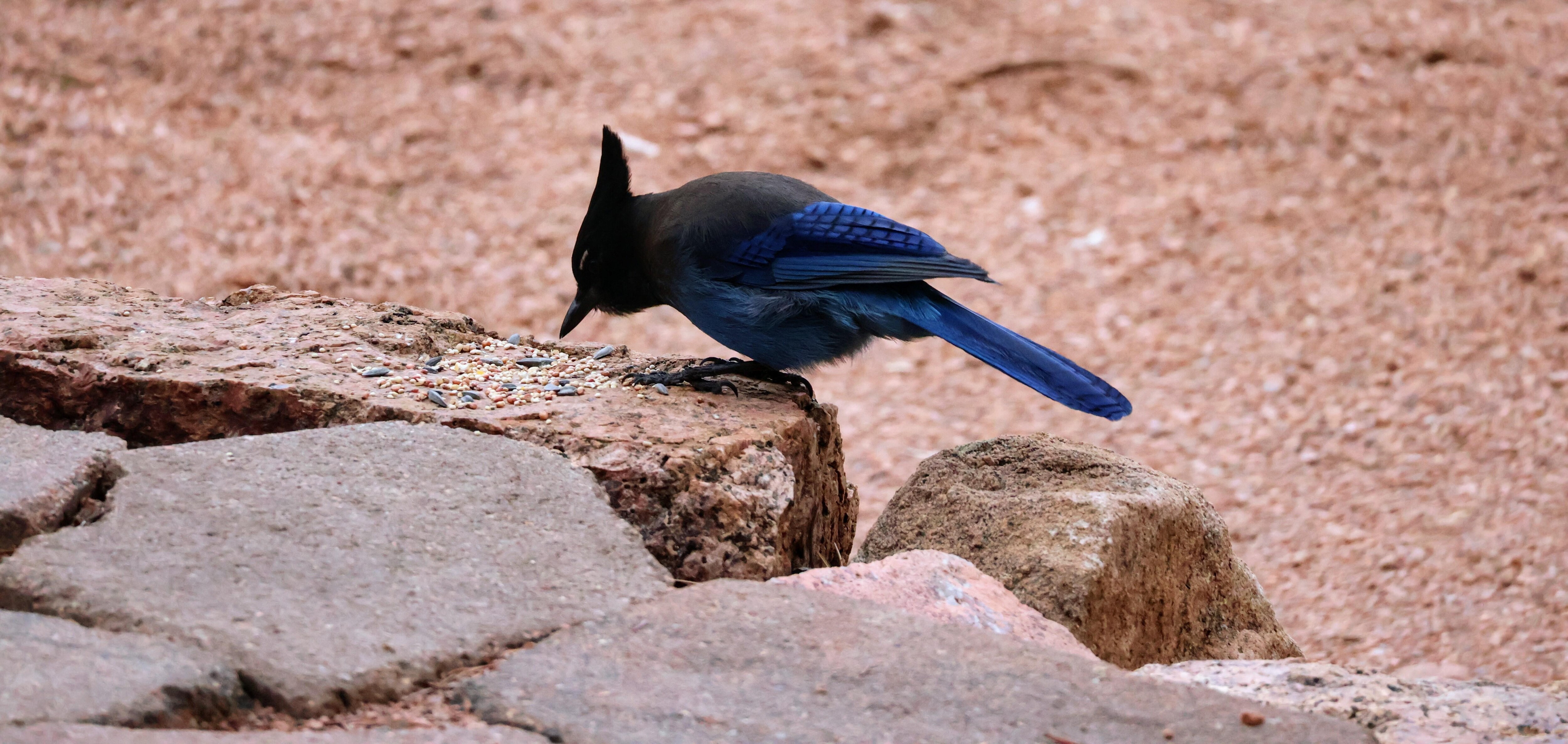 A Stellars Jay, there are many at this cabin and a ton of different birds as well.