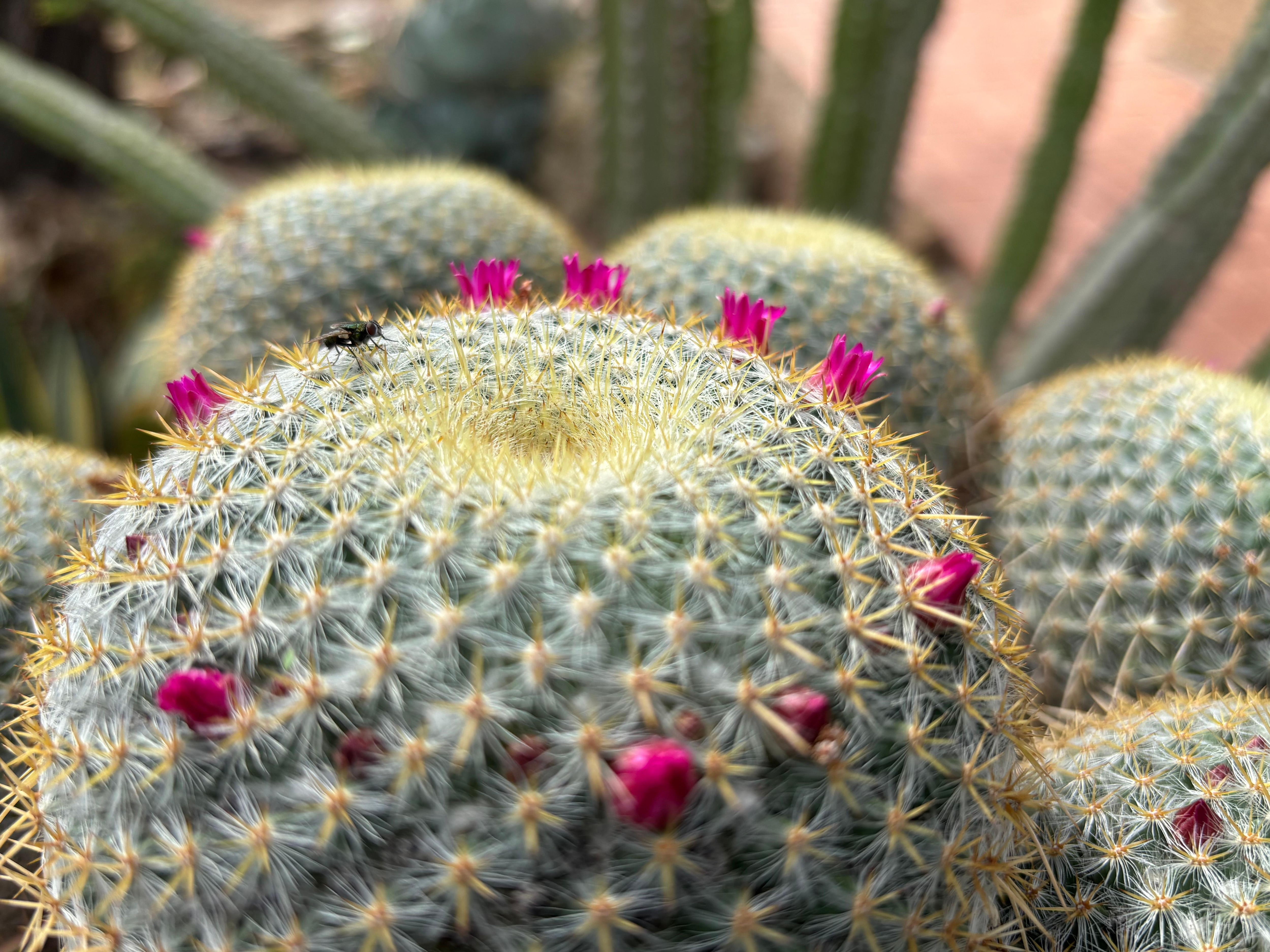 At the Tucson Botanical Gardens about 20 minutes by car