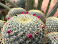 At the Tucson Botanical Gardens about 20 minutes by car